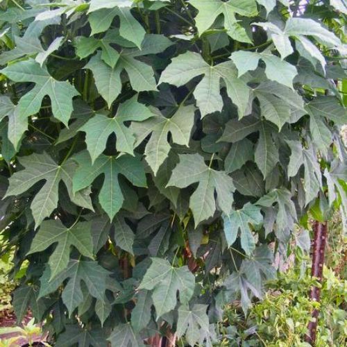 Chaya - Spinach Tree