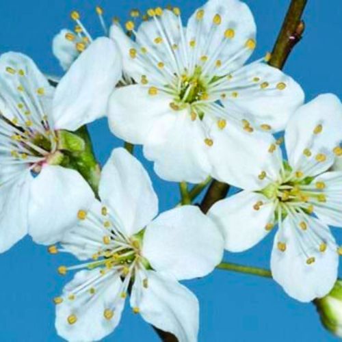 Cherry Plum Flowers
