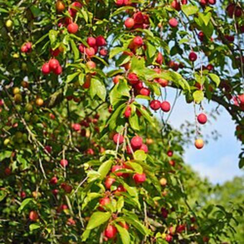 Cherry Plum Trree