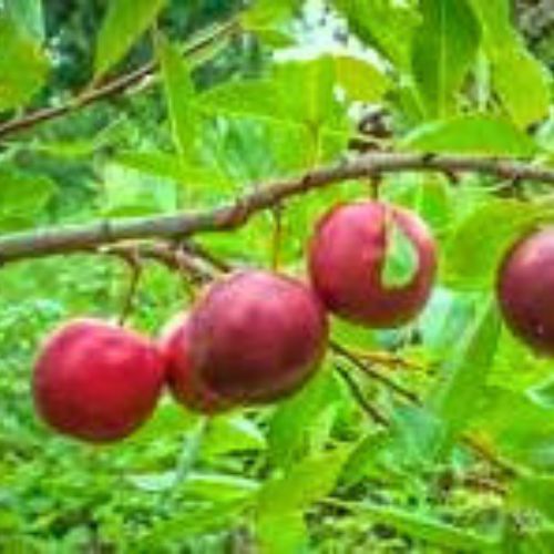 Cherry Plums on tree