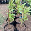 Lemon/Naartjie Double