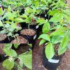 Dwarf Lemonade Lemon Tree