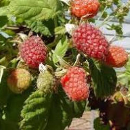 Loganberry