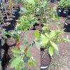 OrangeNaartjie Dbl Graft