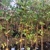 carob Tree