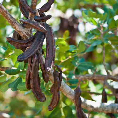Carob Tree