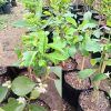 lemon lime Dbl Graft
