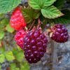 loganberry plants