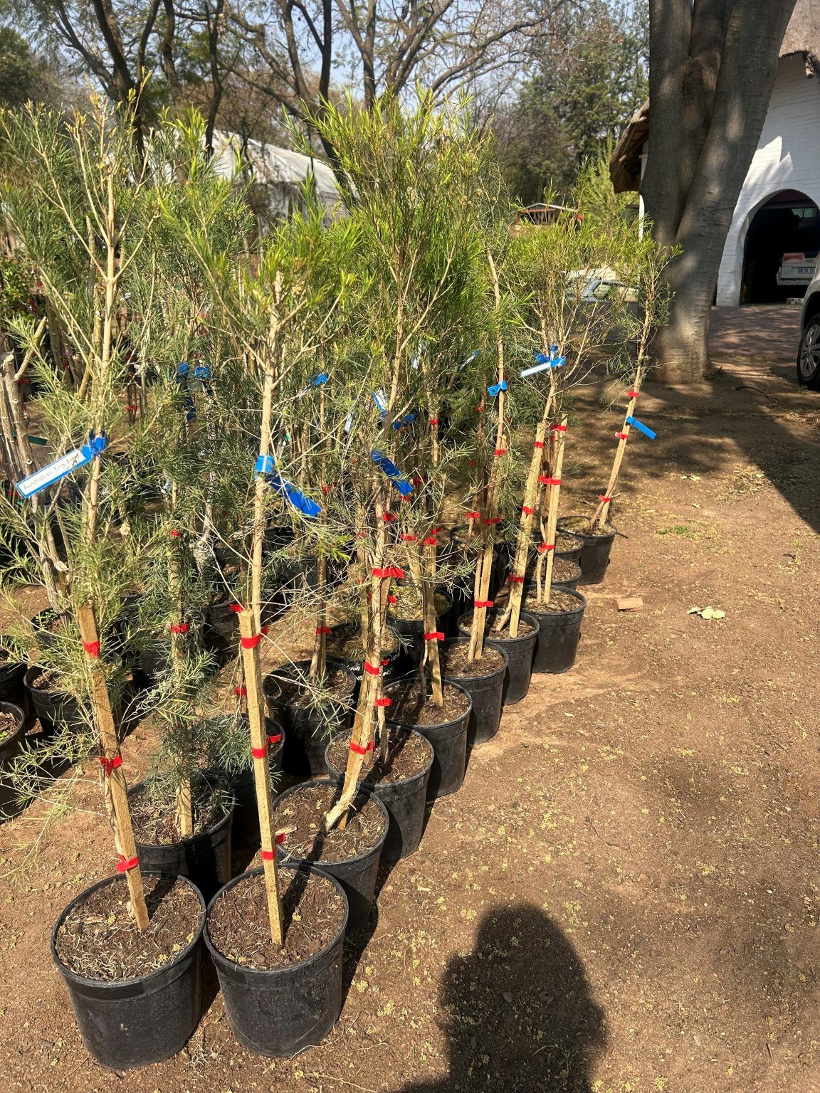 Australian Tea Tree 1m - Just Berry Plants