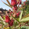Roselle hibiscus