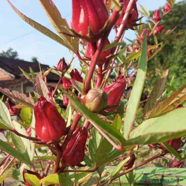 Roselle hibiscus