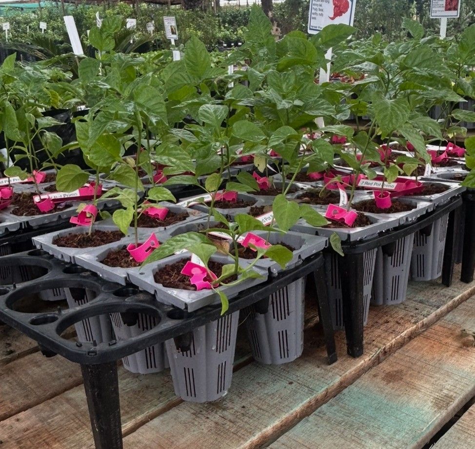 Chillis in RS pots