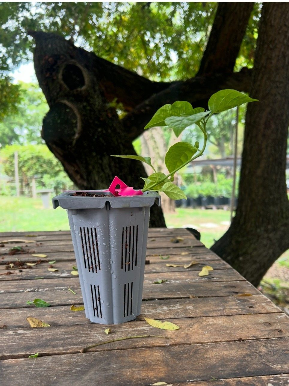 Young Chilli Plant in RS Pot