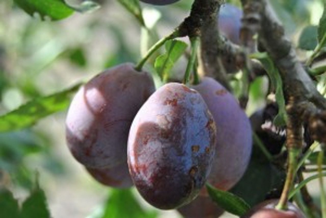 prune-d_agen-300x201__08153