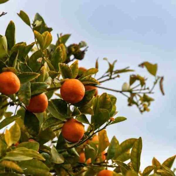 Australian Navel Orange Tree