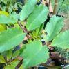 Leaf of Life plant
