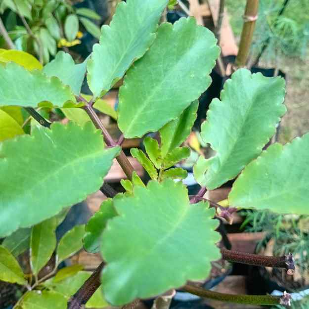 Leaf of Life plant Leaf of Life plant