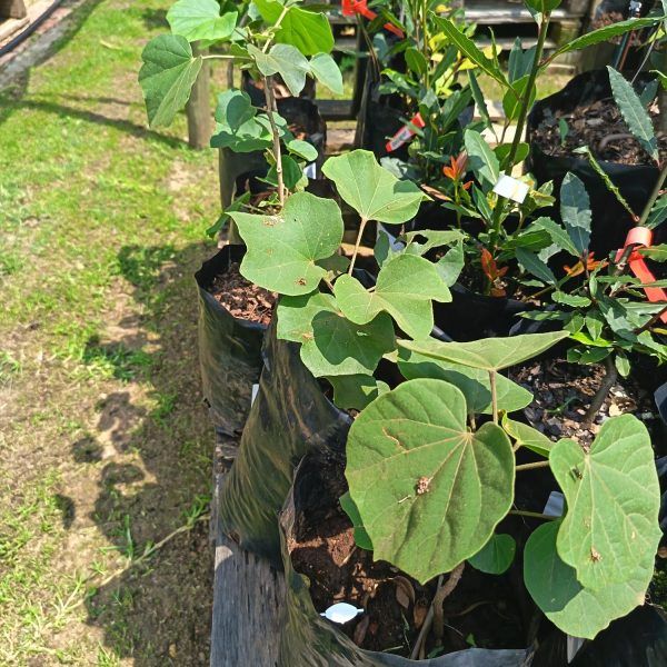 Snot Apple/Chewing Gum Tree