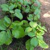 leaf of life