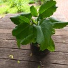 leaf of life