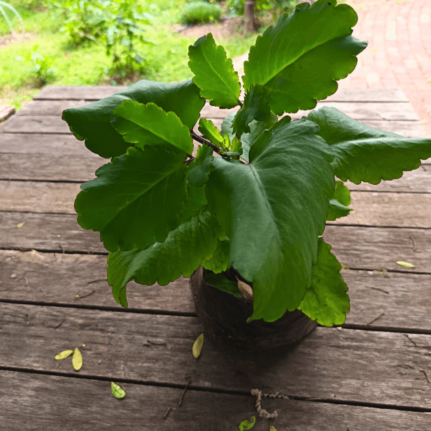 leaf of life leaf of life