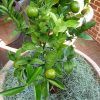 Murcott Orange tree