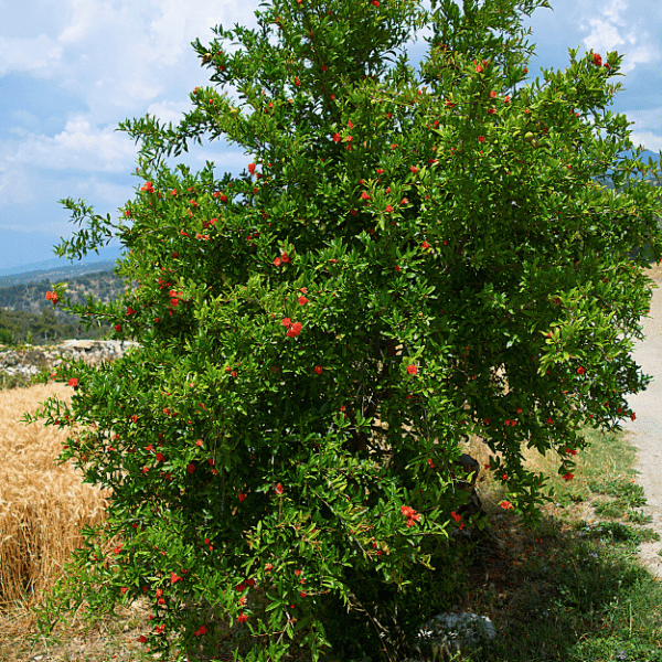 Pomegranate Trees