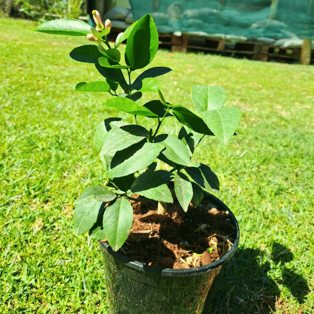 Dwarf Meyer Lemon (1)