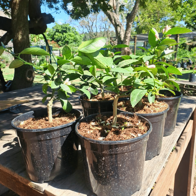 Dwarf Meyer Lemon (2)