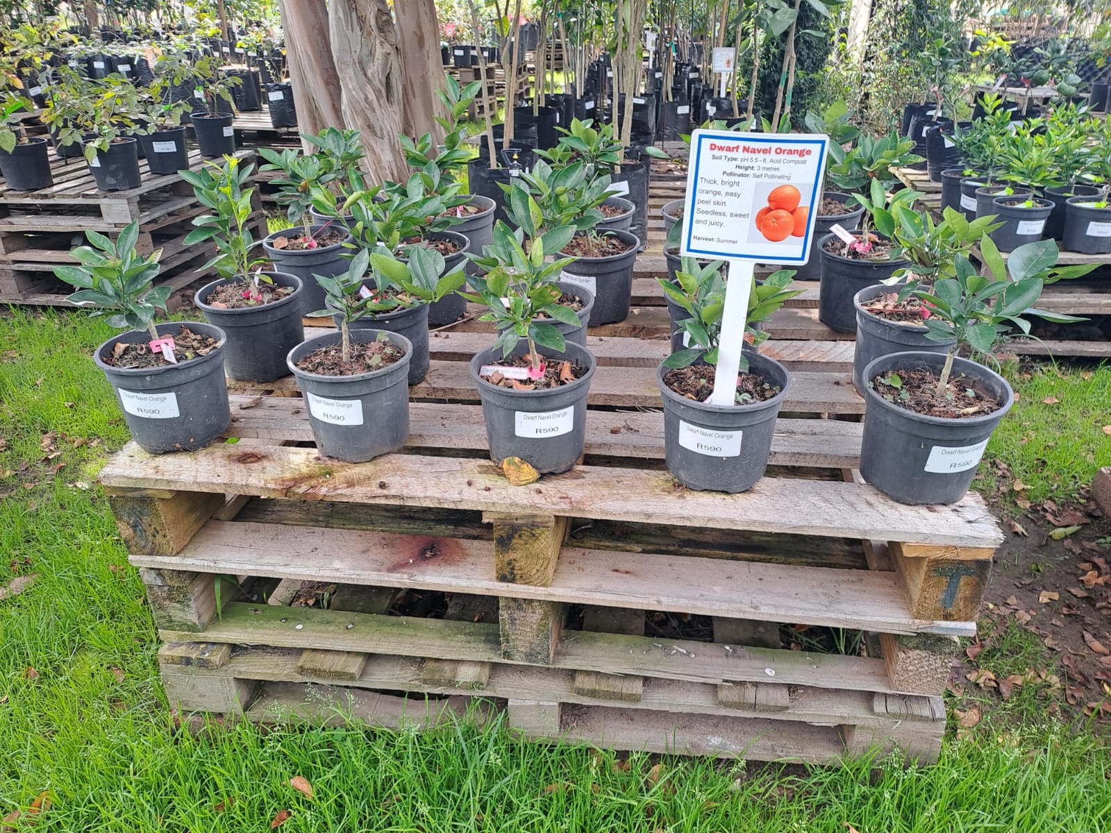 Dwarf Navel orange