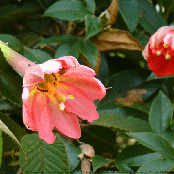 Banadilla Passiflora
