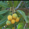 Beach Apricot/Mimusop Coriacea