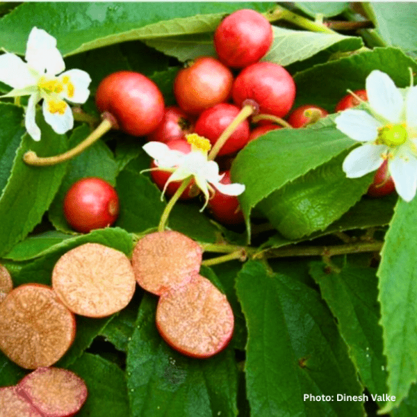 Cotton Candy Berry/Muntingia Calabura