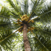 Dwarf Malayan coconut-Yellow