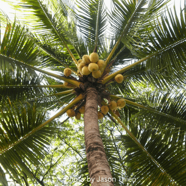 Dwarf Malayan coconut-Yellow