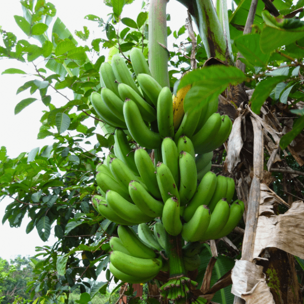 Goldfinger Banana