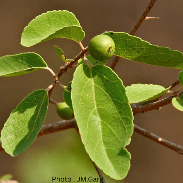 Governor's Plum-Flacourtia indica