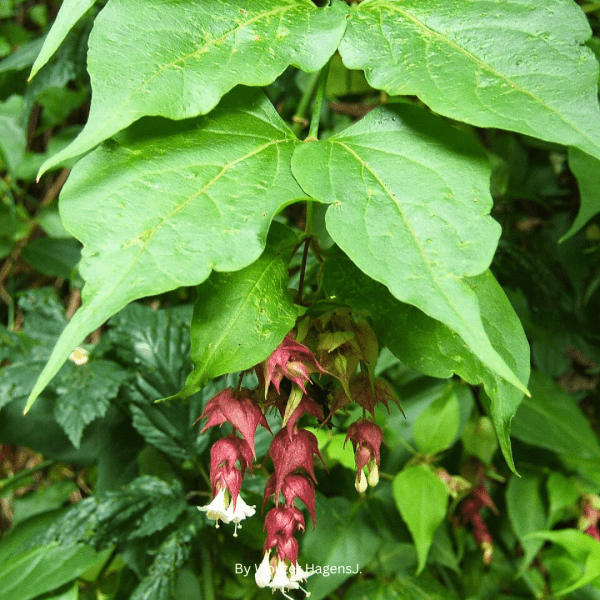 Himalayan Chocolate Berry