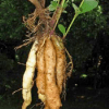 Livingstone potato