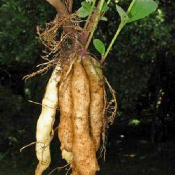 Livingstone potato