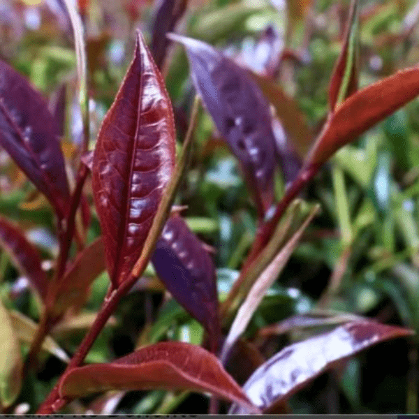 Purple Tea Plant
