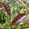 Purple Tea PLANT -Camellia sinensis