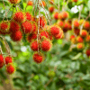 Rambutan Red Maharlika Phillipines