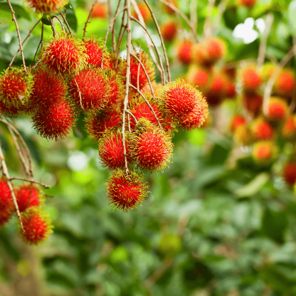 Rambutan Red Maharlika Phillipines