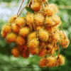 Rambutan Yellow Kuning