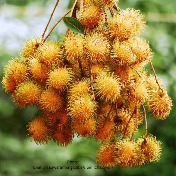 Rambutan Yellow Kuning