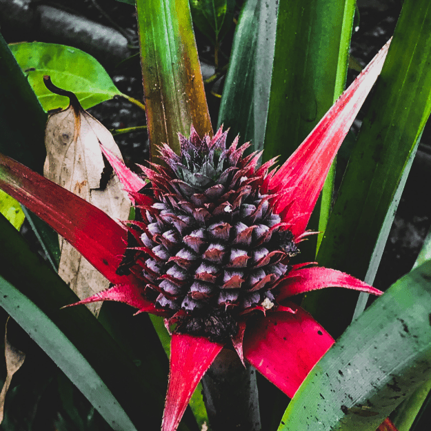 Red Pineapple-Ananas Bracteatus Red Pineapple-Ananas Bracteatus