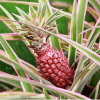 Red Pineapple