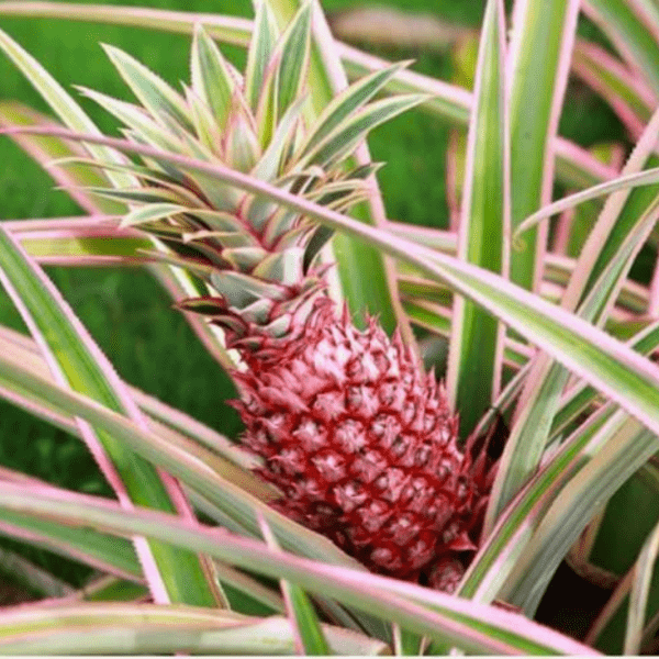 Red Pineapple