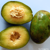 Golden Apple (Spondias cythera)